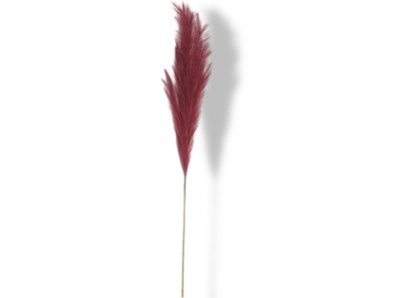 https://cdn.warentuin.nl/media/catalog/product/S/C/SCAN2500000230004_01_buitengewoon_de_boet_pampas_gras_100cm_rood__f105.jpg
