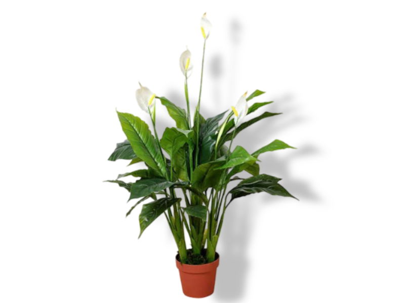 https://cdn.warentuin.nl/media/catalog/product/S/C/SCAN2500000230059_01_buitengewoon_de_boet_spathiphyllum_patini_10_141d.jpg