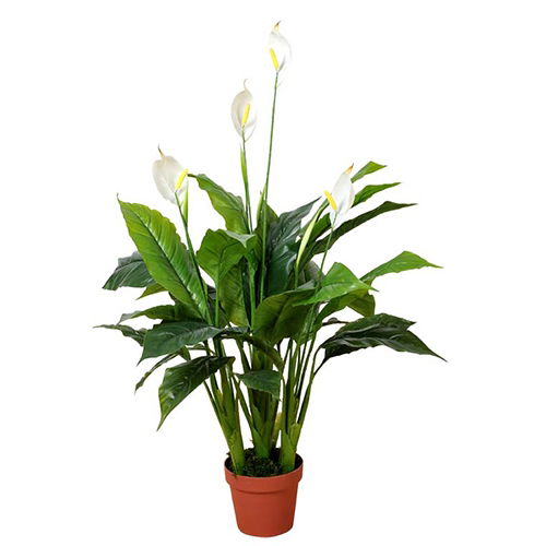 https://cdn.warentuin.nl/media/catalog/product/S/C/SCAN2500000230059_buitengewoon_boet_kunstbloem_spathiphyllum_patini_105_cm_56a1.jpg