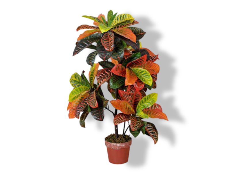 https://cdn.warentuin.nl/media/catalog/product/S/C/SCAN2500000230066_01_buitengewoon_de_boet_codiaeum_variegatum_100_0a97.jpg