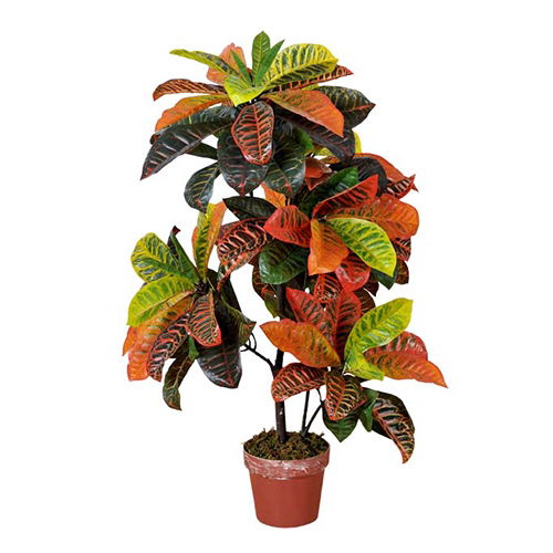 Codiaeum variegatum 100 cm Buitengewoon de Boet