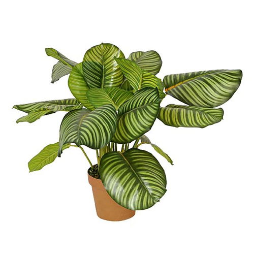 https://cdn.warentuin.nl/media/catalog/product/S/C/SCAN2500000230110_buitengewoon_boet_kunstbloem_calathea_rotundifolia_70_cm_c2d4.jpg