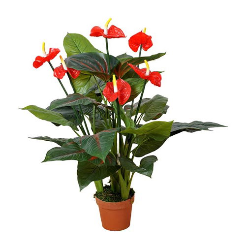https://cdn.warentuin.nl/media/catalog/product/S/C/SCAN2500000230127_buitengewoon_boet_kunstbloem_anthurium_95_cm_5a35.jpg
