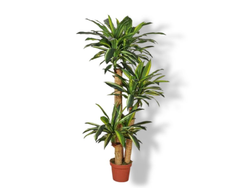 https://cdn.warentuin.nl/media/catalog/product/S/C/SCAN2500000230165_01_buitengewoon_de_boet_dracaena_fragrans_155_c_5184.jpg