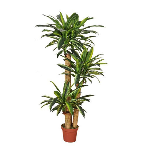https://cdn.warentuin.nl/media/catalog/product/S/C/SCAN2500000230165_buitengewoon_boet_kunstbloem_dracaena_fragrans_155_cm_726c.jpg