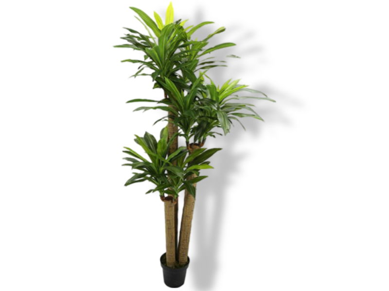https://cdn.warentuin.nl/media/catalog/product/S/C/SCAN2500000230172_01_buitengewoon_de_boet_corn_stalk_dracaena_190_0f75.jpg