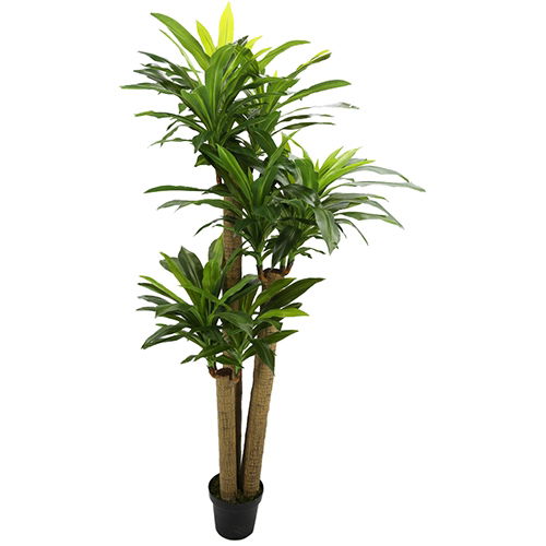 https://cdn.warentuin.nl/media/catalog/product/S/C/SCAN2500000230172_buitengewoon_boet_kunstbloem_corn_stalk_dracaena_190_cm_5abf.jpg