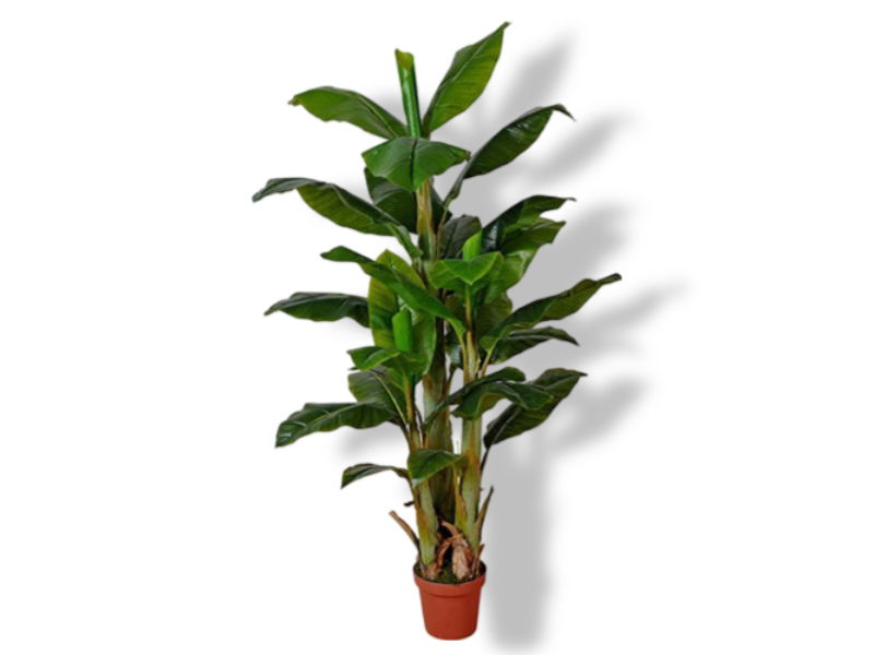 https://cdn.warentuin.nl/media/catalog/product/S/C/SCAN2500000230196_01_buitengewoon_de_boet_bananenboom_170_cm_kuns_dc92.jpg