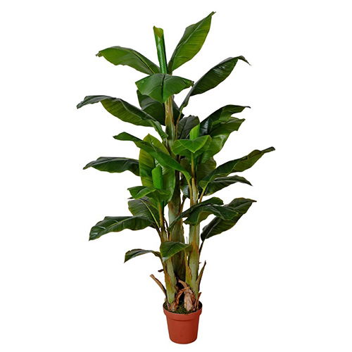 https://cdn.warentuin.nl/media/catalog/product/S/C/SCAN2500000230196_buitengewoon_boet_kunstbloem_bananenboom_170_cm_812e.jpg