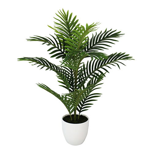 Mini palm 75 cm Buitengewoon de Boet