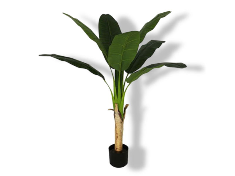 https://cdn.warentuin.nl/media/catalog/product/S/C/SCAN2500000232077_01_buitengewoon_de_boet_bananenplant_120_cm_kun_7900.jpg