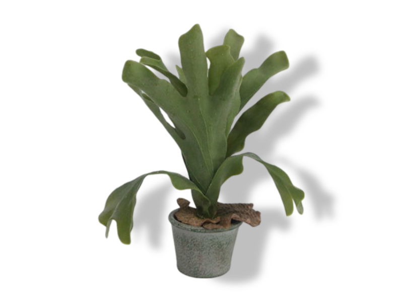 https://cdn.warentuin.nl/media/catalog/product/S/C/SCAN2500000238239_01_buitengewoon_de_boet_hertshoorn_in_pot_35_cm_bed0.jpg