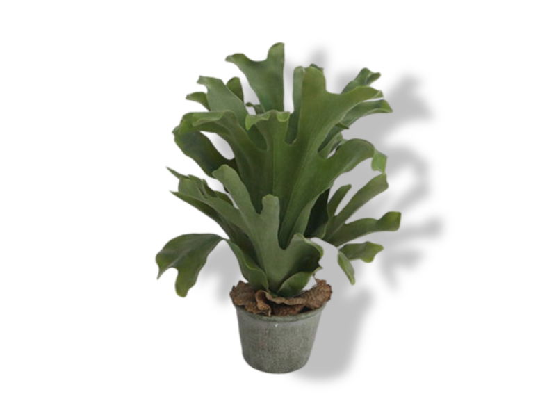 https://cdn.warentuin.nl/media/catalog/product/S/C/SCAN2500000238246_01_buitengewoon_de_boet_hertshoorn_in_pot_43_cm_963d.jpg