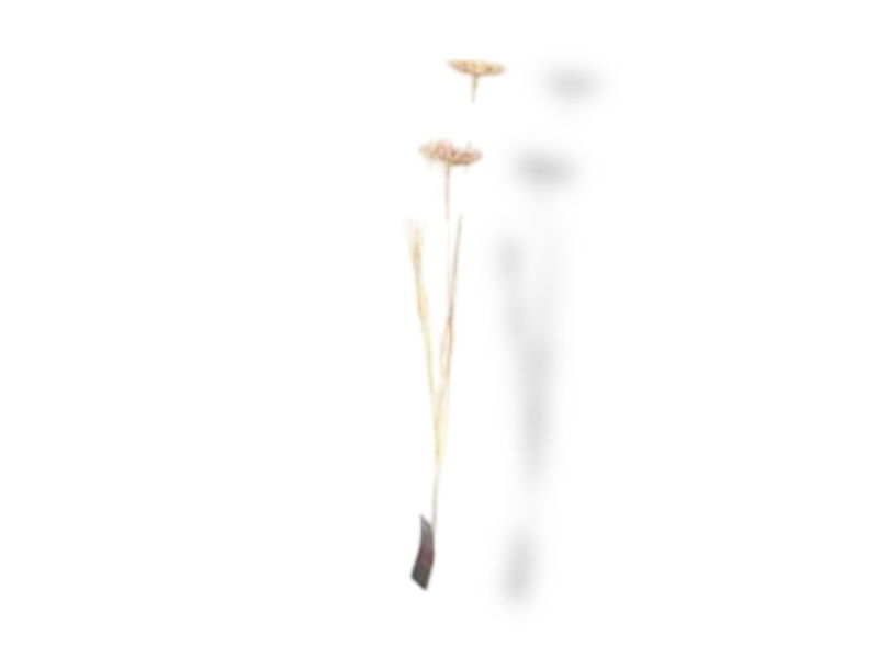 https://cdn.warentuin.nl/media/catalog/product/S/C/SCAN2500000238789_01_buitengewoon_de_boet_kunst_tak_dille_groot_c_0da5.jpg