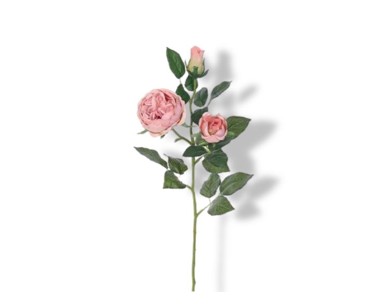 https://cdn.warentuin.nl/media/catalog/product/S/C/SCAN2500000241062_01_buitengewoon_de_boet_engelse_roos_tak_oud_ro_1cfd.jpg