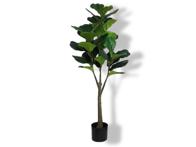 https://cdn.warentuin.nl/media/catalog/product/S/C/SCAN2500000243332_01_buitengewoon_de_boet_ficus_lyrata_122_cm_kun_bdcf.jpg