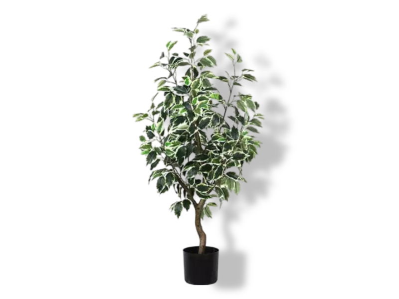 https://cdn.warentuin.nl/media/catalog/product/S/C/SCAN2500000243356_01_buitengewoon_de_boet_ficus_bonsai_lichtgroen_a90e.jpg