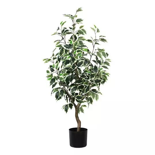 https://cdn.warentuin.nl/media/catalog/product/S/C/SCAN2500000243356_buitengewoon_boet_kunstplant_ficus_bonsai_lichtgroen_60_cm_ku_1cb5.jpg
