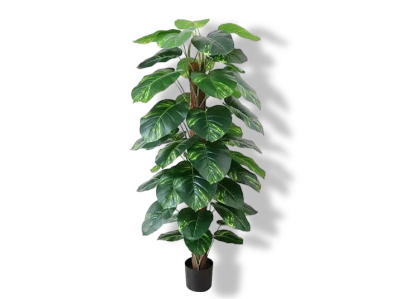 https://cdn.warentuin.nl/media/catalog/product/S/C/SCAN2500000243394_01_buitengewoon_de_boet_dieffenbachia_152_cm_ku_96d6.jpg