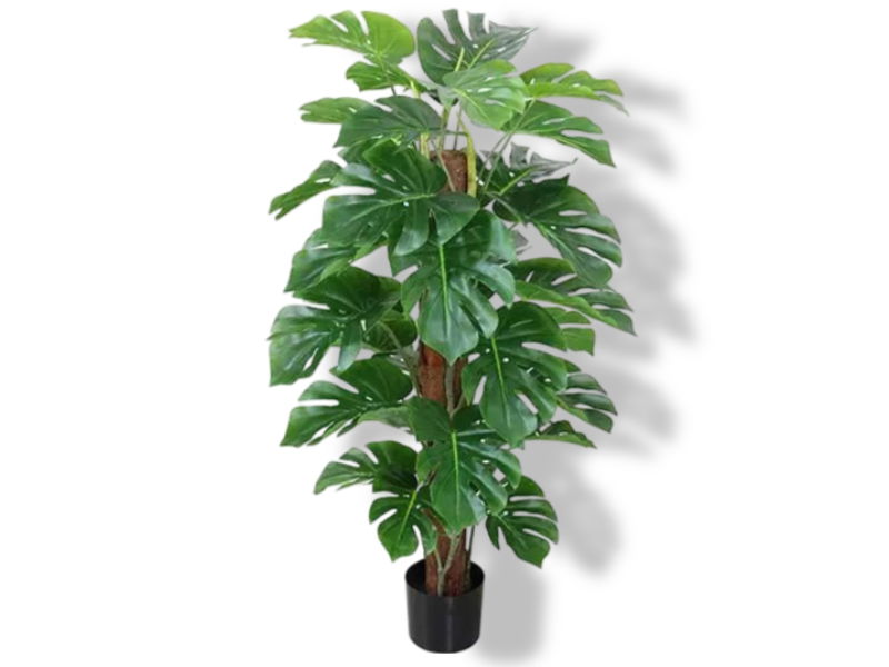 https://cdn.warentuin.nl/media/catalog/product/S/C/SCAN2500000243400_01_buitengewoon_de_boet_monstera_op_stam_115_cm_2d9f.jpg