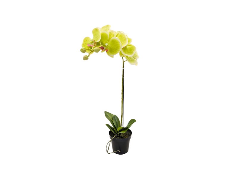 https://cdn.warentuin.nl/media/catalog/product/S/C/SCAN2500000250194_buitengewoon_de_boet_kunstbloem_orchidee_kunstp_0fc2.jpg