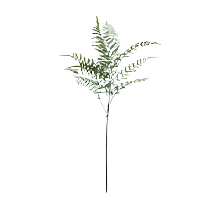 https://cdn.warentuin.nl/media/catalog/product/S/C/SCAN2500000254758_varenblad_lichtgroen_91_cm_buitengewoon_de_boet_64c1.png