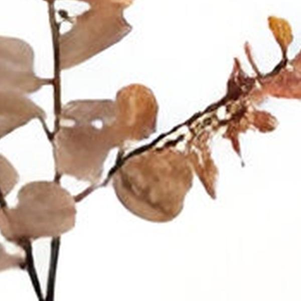 https://cdn.warentuin.nl/media/catalog/product/S/C/SCAN2500000254765_01_money_leaf_tak_bruin_104_cm_buitengewoon_de_boet_1a28.jpg