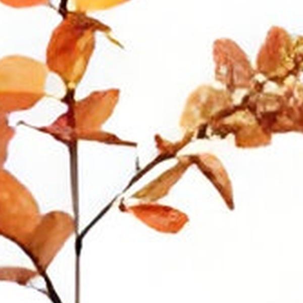 https://cdn.warentuin.nl/media/catalog/product/S/C/SCAN2500000254772_01_money_leaf_tak_oranje_104_cm_buitengewoon_de_boet_6a5e.jpg
