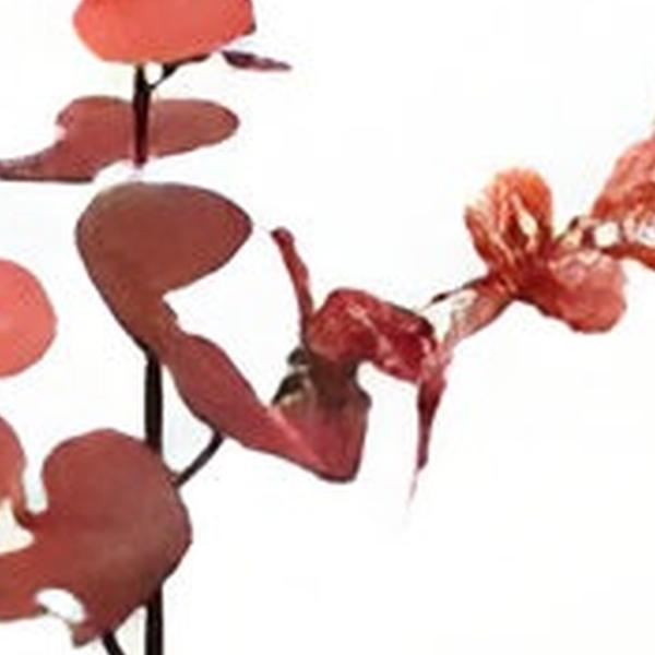 https://cdn.warentuin.nl/media/catalog/product/S/C/SCAN2500000254789_01_money_leaf_tak_bruin_rood_104_cm_buitengewoon_de_boet_5098.jpg