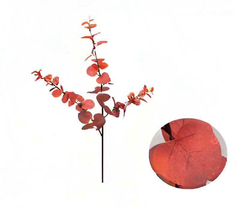 https://cdn.warentuin.nl/media/catalog/product/S/C/SCAN2500000254789_money_leaf_tak_bruin_rood_104_cm_buitengewoon_de_boet_b033.jpg
