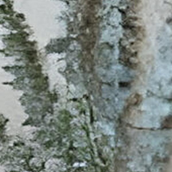 https://cdn.warentuin.nl/media/catalog/product/S/C/SCAN2500000254819_01_eucalyptus_tak_groen_78_cm_buitengewoon_de_boet_4000.jpg