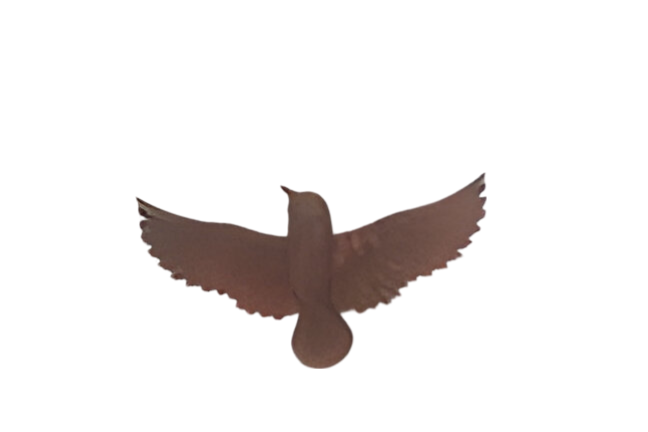 https://cdn.warentuin.nl/media/catalog/product/S/C/SCAN2500000257629_wanddeco_ijzer_vogel_s_23x12x2_5_cm_buitengewoon_de_boet_de75.png