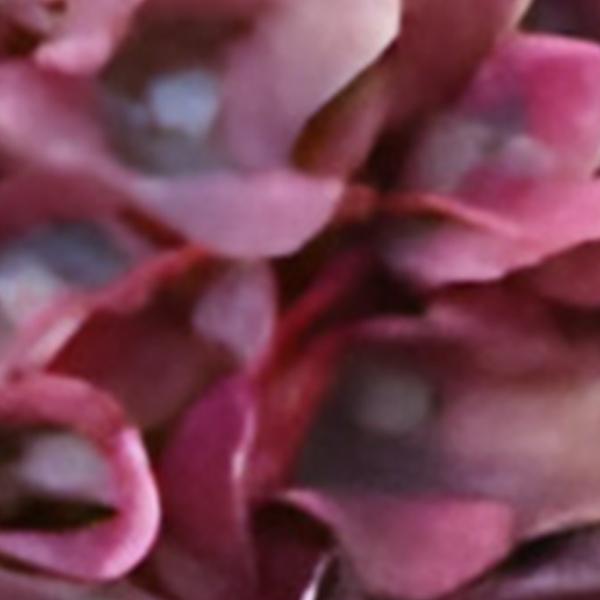 https://cdn.warentuin.nl/media/catalog/product/S/C/SCAN2500000259586_01_kunst_hortensia_tak_donkerroze_62_cm_buitengewoon_de_boet_2824.jpg