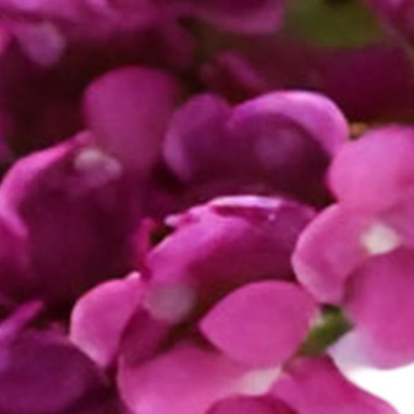 https://cdn.warentuin.nl/media/catalog/product/S/C/SCAN2500000259593_01_kunst_hortensia_tak_roze_62_cm_buitengewoon_de_boet_a1bf.jpg