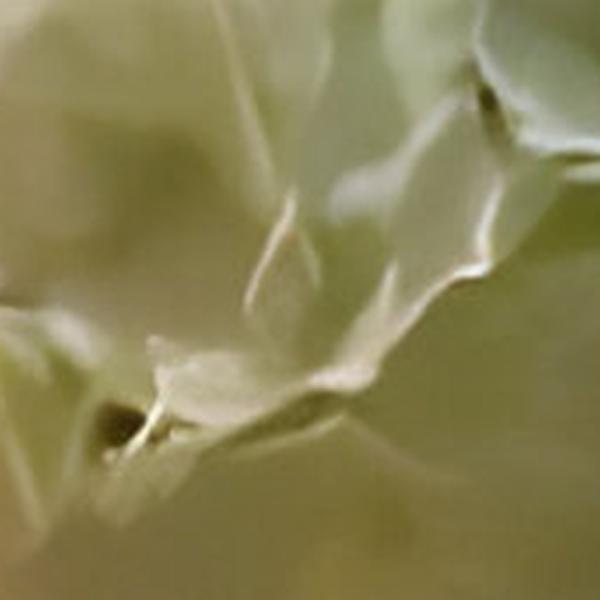 https://cdn.warentuin.nl/media/catalog/product/S/C/SCAN2500000259609_01_kunst_hortensia_tak_wit_92_cm_buitengewoon_de_boet_0eb5.jpg