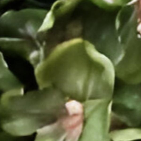 https://cdn.warentuin.nl/media/catalog/product/S/C/SCAN2500000259678_01_kunst_hortensia_tak_groen_92_cm_buitengewoon_de_boet_b872.jpg