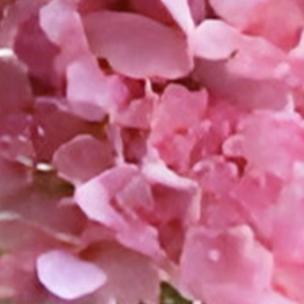 https://cdn.warentuin.nl/media/catalog/product/S/C/SCAN2500000259708_01_kunst_hortensia_pluim_roze_85_cm_buitengewoon_de_boet_7eaa.jpg