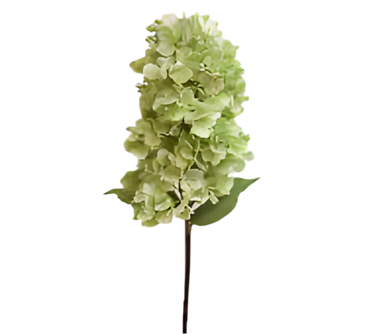 https://cdn.warentuin.nl/media/catalog/product/S/C/SCAN2500000259715_kunst_hortensia_pluim_lichtgroen_85_cm_buitengewoon_de_boet_d2b6.png