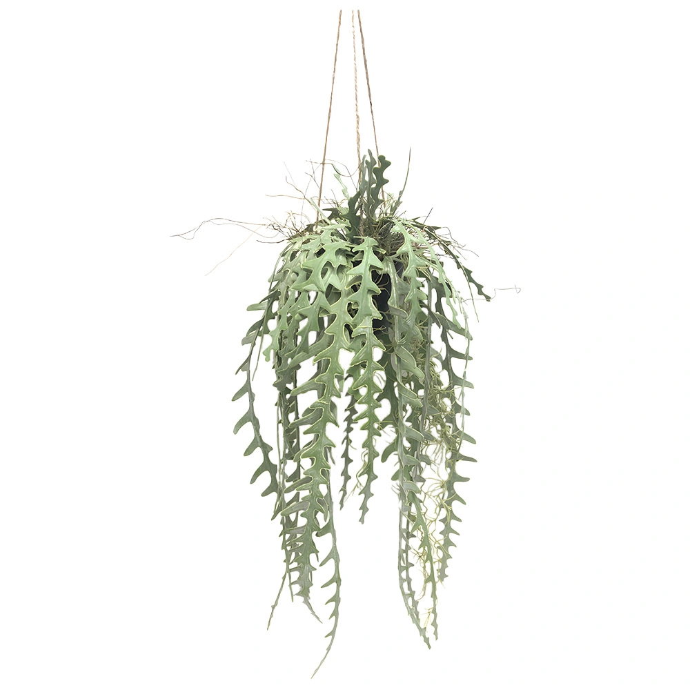 https://cdn.warentuin.nl/media/catalog/product/S/C/SCAN2500000261770_zaagtand_cactus_hang_107_cm_kunstplant_bui_64bb.jpg
