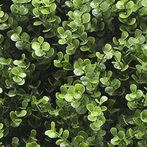 https://cdn.warentuin.nl/media/catalog/product/S/C/SCAN2500000261909_01_mat_50x50_cm_buxus_kunstplanten_buiteng_0696.jpg
