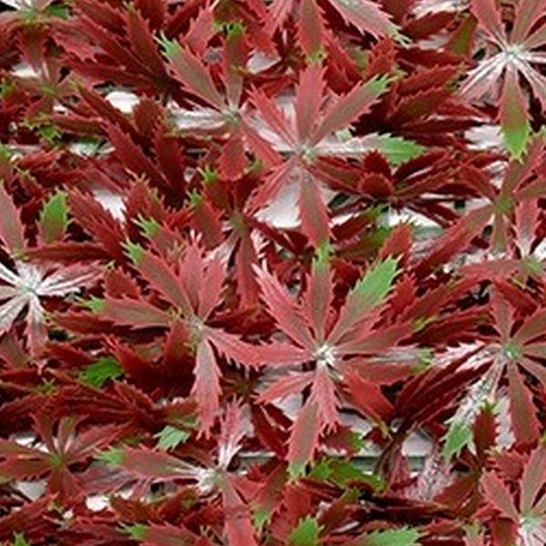 https://cdn.warentuin.nl/media/catalog/product/S/C/SCAN2500000261923_01_mat_50x50_cm_esdoorn_rood_kunstplanten__2c72.jpg
