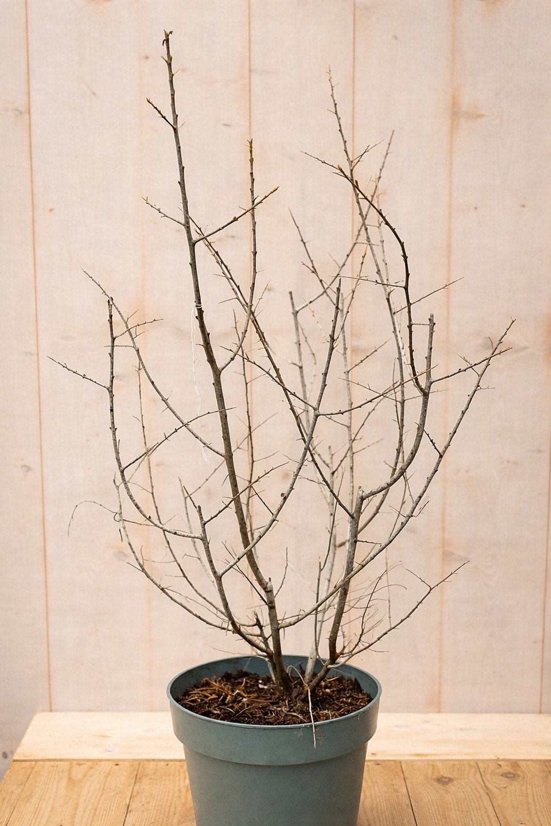 Duindoorn vrouwelijk Hippophae rhamnoides Leikora 110 cm Warentuin Natuurlijk - Warentuin natuurlijk