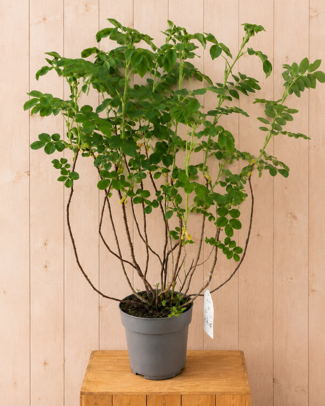 Rosa Rugosa Rimpelroos 90 cm Warentuin Natuurlijk - Warentuin natuurlijk