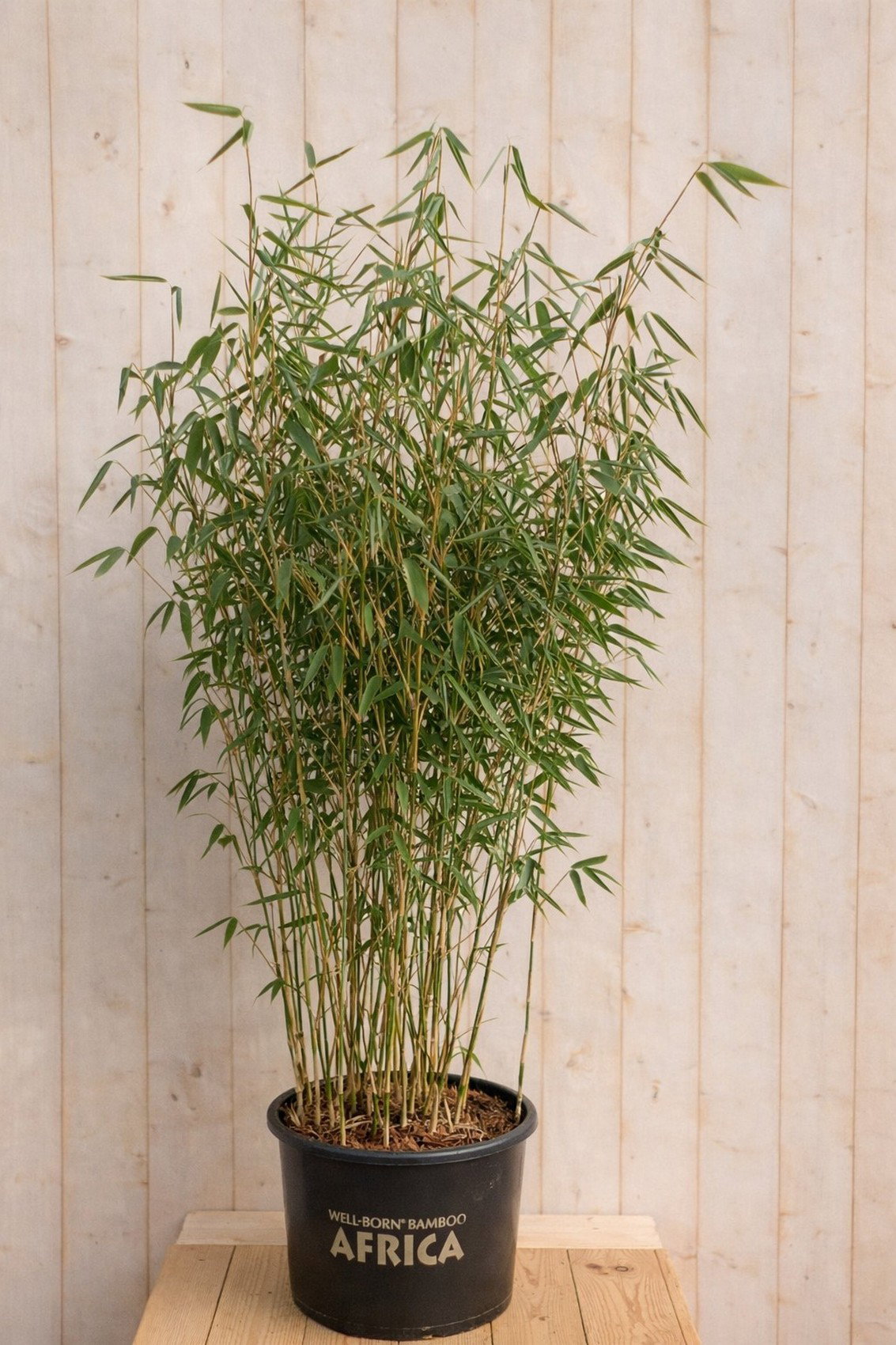https://cdn.warentuin.nl/media/catalog/product/S/C/SCAN4025387258741_bamboe_fargesia_blue_lizard_150_cm_warentu_c1bc.jpg