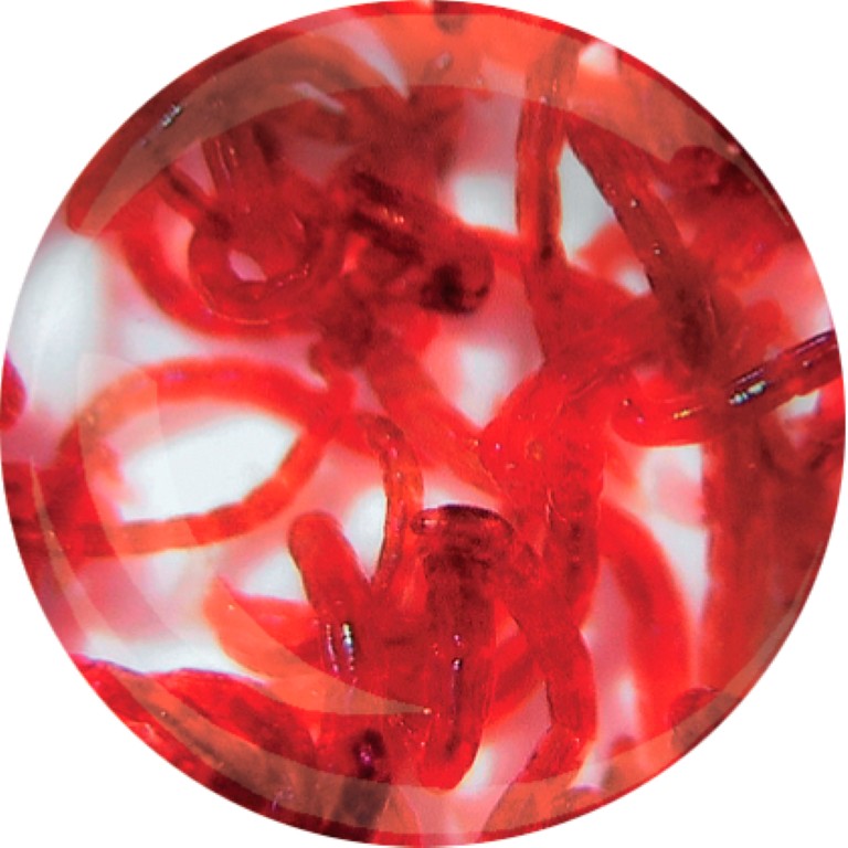 Superfish Levende rode muggelarven 90 ml  - 