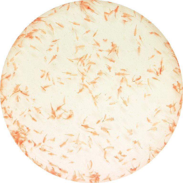 Superfish Levende artemia 90 ml  - 