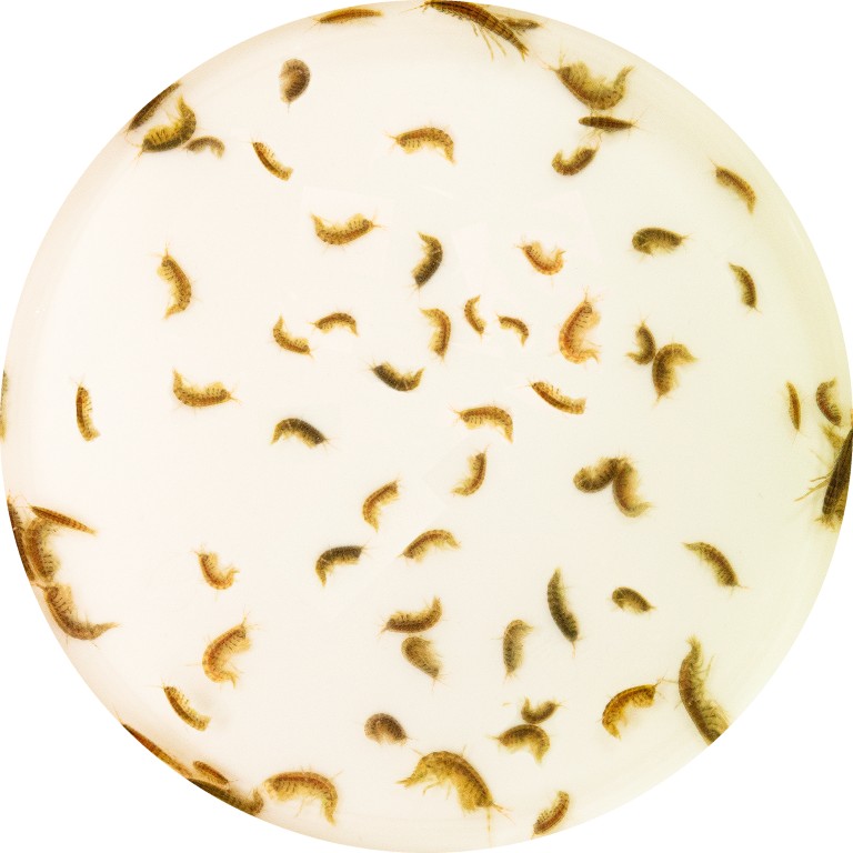 Superfish Levende gammarus 90 ml  - 