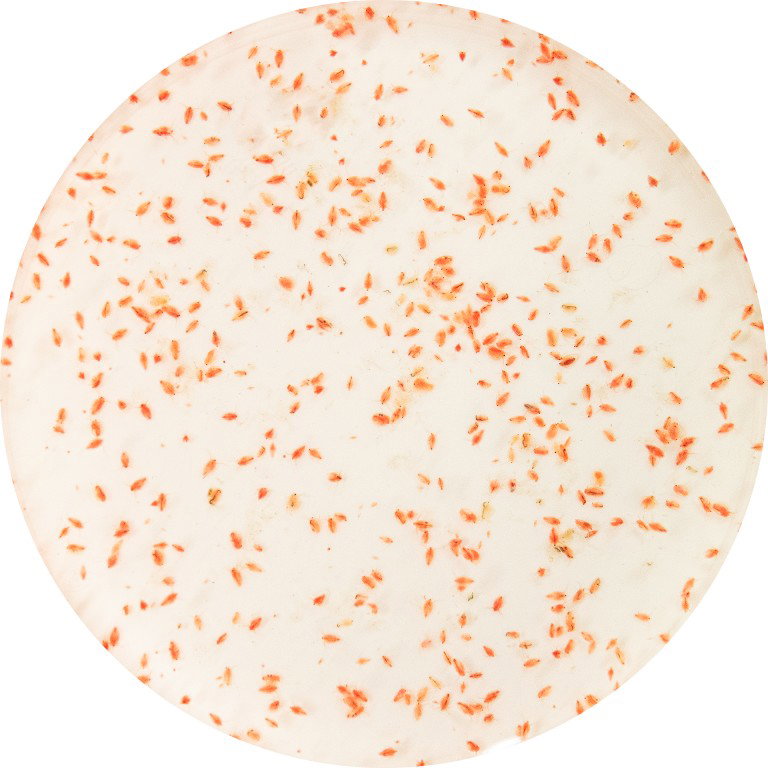 Superfish Levende watervlooien 90 ml  - 