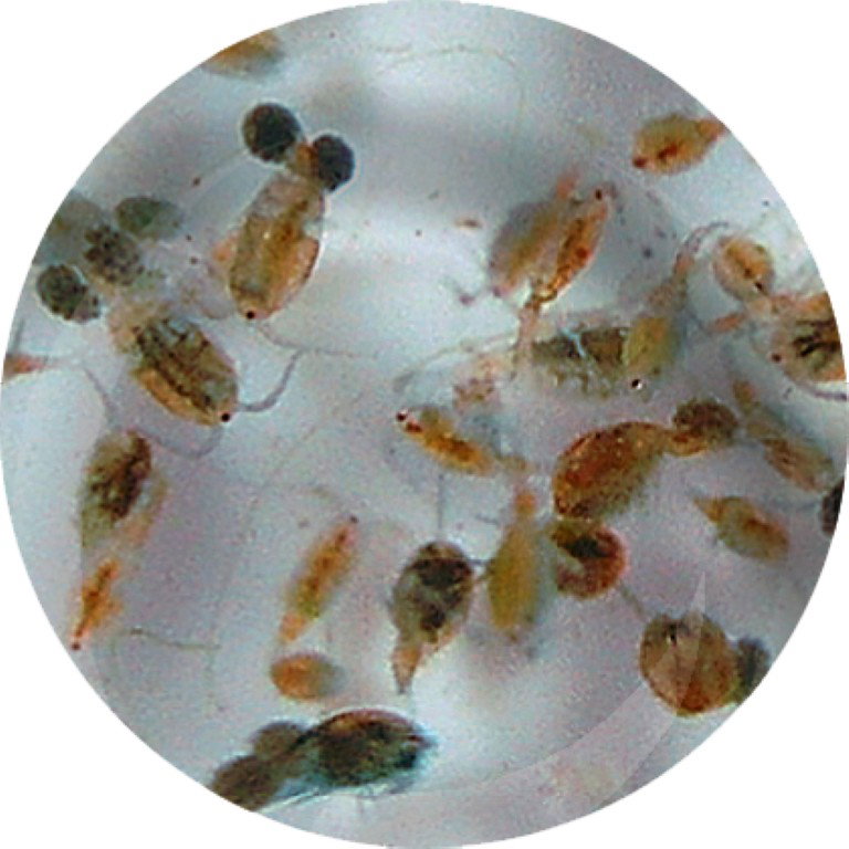 Superfish Levende brachionus 90 ml  - 