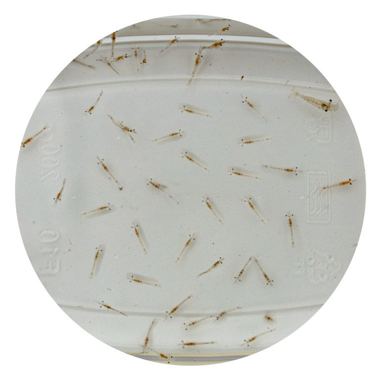 Superfish Levende mysis 90 ml  - 
